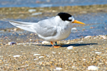 Fairy tern | Tara iti. Adult. Waipu estuary, October 2014. Image © Les Feasey by Les Feasey.