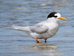 Fairy tern | Tara iti. Adult. Waipu Wildlife Refuge, November 2019. Image © Scott Brooks (ourspot) by Scott Brooks.