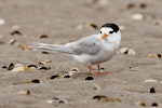 Fairy tern | Tara iti. Adult. Waipu estuary, Northland, December 2010. Image © Malcolm Pullman by Malcolm Pullman.