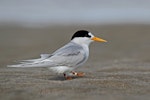 Fairy tern | Tara iti. Adult breeding plumage. Pakiri Beach, October 2012. Image © Glenda Rees by Glenda Rees.