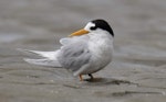 Fairy tern | Tara iti. Adult, breeding. Mangawhai, October 2021. Image © Darren Markin by Darren Markin.