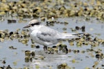 Fairy tern | Tara iti. Recently fledged juvenile. Waipu estuary, January 2014. Image © Duncan Watson by Duncan Watson.