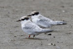 Fairy tern | Tara iti. Two fledglings. Mangawhai, January 2022. Image © Darren Markin by Darren Markin.