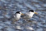 Fairy tern | Tara iti. Two non-breeding adults. Manukapua, Kaipara Harbour, July 2021. Image © Darren Markin by Darren Markin.