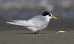 Fairy tern | Tara iti. Non-breeding adult. Manukapua, Kaipara Harbour, April 2021. Image © Darren Markin by Darren Markin.