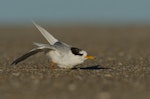 Fairy tern | Tara iti. Post-breeding adult male. Te Arai, March 2015. Image © Bartek Wypych by Bartek Wypych.