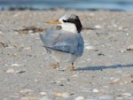 Fairy tern | Tara iti. Juvenile. Waipu estuary, March 2014. Image © Susan Steedman by Susan Steedman.