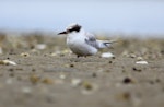 Fairy tern | Tara iti. Juvenile. Waipu estuary, January 2012. Image © Craig Steed by Craig Steed.