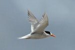 Fairy tern | Tara iti. Adult in flight. Mangawhai, December 2011. Image © Duncan Watson by Duncan Watson.