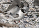 Fairy tern | Tara iti. First winter (4 months after banding). Miranda, May 2005. Image © Phil Battley by Phil Battley.