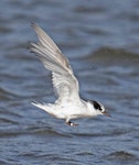 Fairy tern | Tara iti. First winter juvenile in flight. Papakanui Spit, South Kaipara Head, May 2021. Image © Darren Markin by Darren Markin.