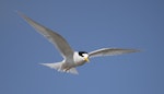 Fairy tern | Tara iti. Breeding adult in flight. Mangawhai, September 2021. Image © Darren Markin by Darren Markin.