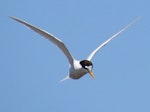 Fairy tern | Tara iti. Adult hovering while hawking for fish. Waipu Wildlife Refuge, November 2019. Image © Scott Brooks (ourspot) by Scott Brooks.