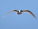 Fairy tern | Tara iti. Adult hovering while hawking for fish. Waipu Wildlife Refuge, November 2019. Image © Scott Brooks (ourspot) by Scott Brooks.