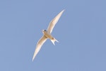 Fairy tern | Tara iti. Adult in breeding plumage in flight. Pakiri Beach, October 2012. Image © Glenda Rees by Glenda Rees.