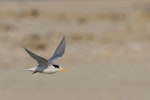 Fairy tern | Tara iti. Adult in breeding plumage in flight. Pakiri Beach, October 2012. Image © Glenda Rees by Glenda Rees.