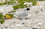 Fairy tern | Tara iti. Adult on nest. Waipu estuary, Northland, November 2012. Image © Malcolm Pullman by Malcolm Pullman.