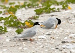 Fairy tern | Tara iti. Pair at nest. Waipu estuary, Northland, November 2012. Image © Malcolm Pullman by Malcolm Pullman.