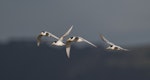 Fairy tern | Tara iti. Nonbreeding adults in flight. Manukapua, Kaipara Harbour, July 2021. Image © Darren Markin by Darren Markin.