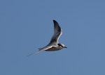 Fairy tern | Tara iti. Juvenile in flight. Waipu estuary, Northland, New Zealand, January 2012. Image © Michael Szabo by Michael Szabo.