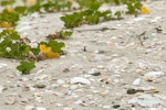 Fairy tern | Tara iti. Nest with 2 eggs. Waipu estuary, Northland, November 2012. Image © Malcolm Pullman by Malcolm Pullman.