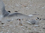 Fairy tern | Tara iti. Adult arriving to feed 11-day-old chick. Waipu Cove, January 2017. Image © Susan Steedman by Susan Steedman.