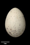 Fairy tern | Tara iti. Egg 37.3 x 26.0 mm (NMNZ OR.025365, collected by Richard Parrish). Mangawhai. Image © Te Papa by Jean-Claude Stahl.