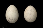 Fairy tern | Tara iti. Clutch (NMNZ OR.025365, collected by Richard Parrish). Mangawhai. Image © Te Papa by Jean-Claude Stahl.