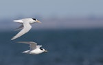 Fairy tern | Tara iti. Post-breeding adults (Australian subspecies) in flight. Western Treatment Plant, Werribee, Victoria, Australia, April 2011. Image © Sonja Ross by Sonja Ross.