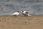 Fairy tern | Tara iti. Adult pair courtship feeding. Waipu estuary, Northland, December 2010. Image © Malcolm Pullman by Malcolm Pullman.