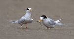 Fairy tern | Tara iti. Courting adults (with a bridled goby). Mangawhai, November 2021. Image © Darren Markin by Darren Markin.