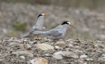 Fairy tern | Tara iti. Courting adults. Waipu, October 2021. Image © Darren Markin by Darren Markin.