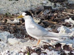 Fairy tern | Tara iti. Adult of New Caledonian subspecies, in breeding plumage. Tiam Bouene, New Caledonia, July 2011. Image © David Wilson by David Wilson.