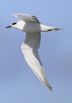 Gull-billed tern. Non-breeding plumage, in flight ventral. Manawatu River estuary, August 2012. Image © Phil Battley by Phil Battley.