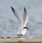 Gull-billed tern. Adult taking off. Manawatu River estuary, June 2011. Image © Phil Battley by Phil Battley.