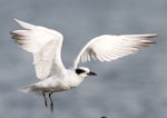 Gull-billed tern. Juvenile taking flight. Manawatu River estuary, June 2011. Image © Phil Battley by Phil Battley.