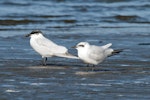 Gull-billed tern. Two birds with contrasting plumage. Foxton Beach, July 2012. Image © Duncan Watson by Duncan Watson.