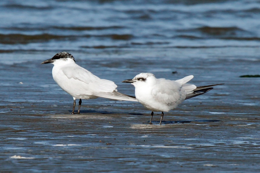 Gull-billed tern. Two birds with contrasting plumage. Foxton Beach, July 2012. Image © Duncan Watson by Duncan Watson.