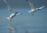 Gull-billed tern. Two non-breeding adults taking flight. Manawatu River estuary, November 2011. Image © Alex Scott by Alex Scott.