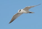 Gull-billed tern. Non-breeding adult in flight. Beach in front of caravan park, Weipa, Queensland, August 2016. Image © Glenn Pure 2016 birdlifephotography.org.au by Glenn Pure.