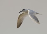 Gull-billed tern. Non-breeding adult in flight. Beach in front of caravan park, Weipa, Queensland, August 2016. Image © Glenn Pure 2016 birdlifephotography.org.au by Glenn Pure.