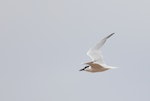 Gull-billed tern. Adult in flight. Townsville, Queensland, Australia, July 2010. Image © Sonja Ross by Sonja Ross.