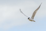 Gull-billed tern. Adult in flight wings up. Awarua Bay, April 2017. Image © Glenda Rees by Glenda Rees.