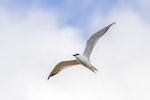 Gull-billed tern. Adult in flight showing under wings. Awarua Bay, April 2017. Image © Glenda Rees by Glenda Rees.