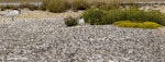 Gull-billed tern. Adult breeding pair with one on nest. Awarua Bay, December 2019. Image © Glenda Rees by Glenda Rees.