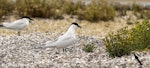 Gull-billed tern. Adult pair in breeding plumage (pointer indicates nest). Awarua Bay, December 2019. Image © Glenda Rees by Glenda Rees.