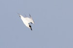 Gull-billed tern. Adult diving. Queensland, Australia, September 2010. Image © Dick Porter by Dick Porter.