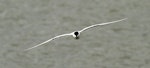 Gull-billed tern. Adult in flight (frontal). Wanganui, May 2013. Image © Ormond Torr by Ormond Torr.