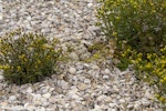 Gull-billed tern. Nest with 3 eggs. Awarua Bay, December 2019. Image © Glenda Rees by Glenda Rees.