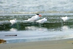 Gull-billed tern. Three adults in nonbreeding plumage (with Caspian tern). Manawatu River estuary, September 2011. Image © Alex Scott by Alex Scott.